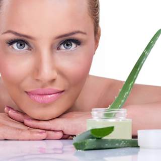 نبتة الوفيرا نبتة الوفيرا