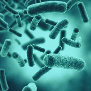 البكتيريا البكتيريا