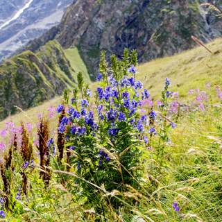 اعشاب ونباتات تنمو في الجبال اعشاب ونباتات تنمو في الجبال