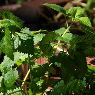 النعناع البري النعناع البري