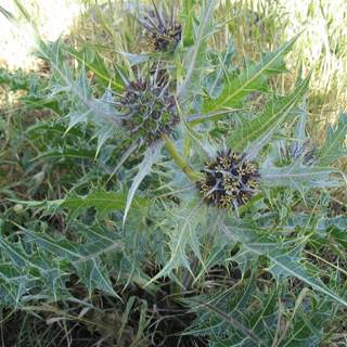 العكوب العكوب