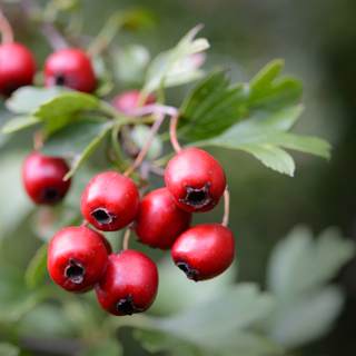 الزعرور الزعرور