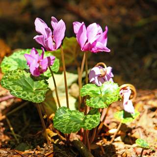عصا الراعي عصا الراعي