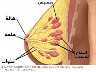 الفصيصات والقنوات