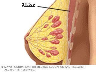 العضلات