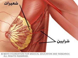 الشرايين والشعيرات الدموية