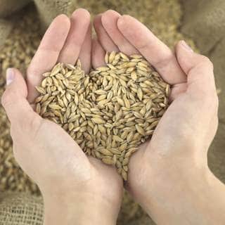 الشعير الشعير