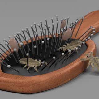 كيف ينتشر قمل الرأس؟ كيف ينتشر قمل الرأس؟