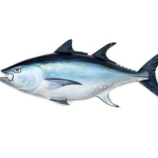 التونة بين الفوائد والأضرار التونة بين الفوائد والأضرار