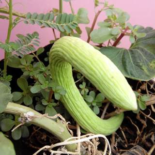 فوائد الفقوس فوائد الفقوس