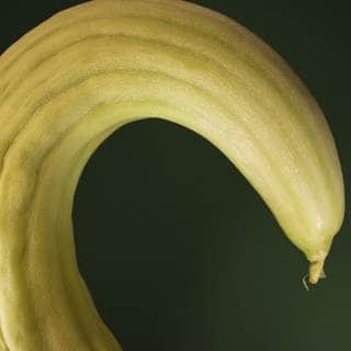 أضرار الفقوس أضرار الفقوس