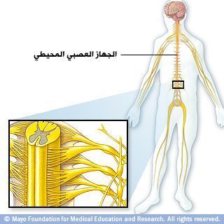 جهاز الأعصاب المحيطي جهاز الأعصاب المحيطي