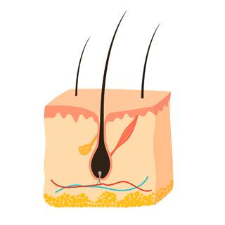 كيف ينمو الشعر؟ كيف ينمو الشعر؟