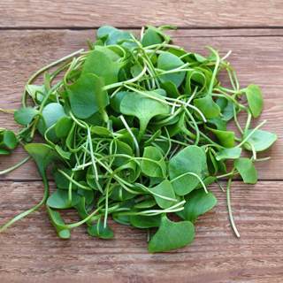 الجرجير الجرجير