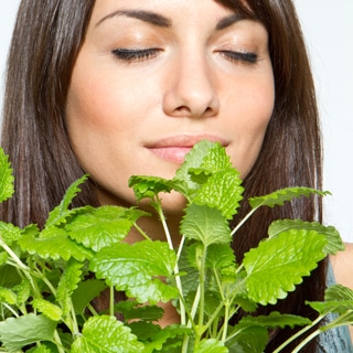 اشتم رائحة النعناع اشتم رائحة النعناع