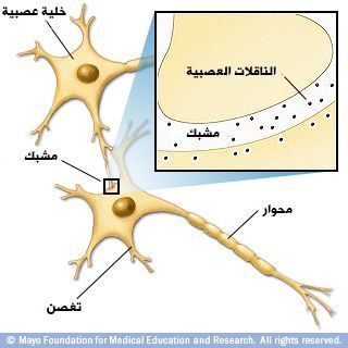 الناقلات العصبية الناقلات العصبية