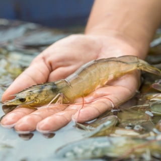 غني بالفيتامينات والمعادن غني بالفيتامينات والمعادن