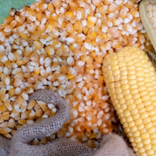 فوائد صحية للذرة فوائد صحية للذرة