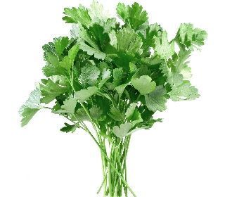 البقدونس البقدونس