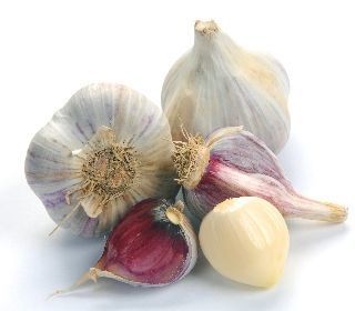 الثوم الثوم