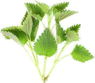 القراص القراص