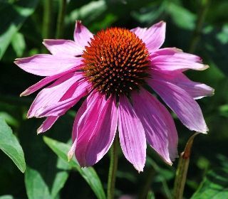 النبتة القنفذية النبتة القنفذية