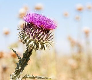 حليب الشوك حليب الشوك