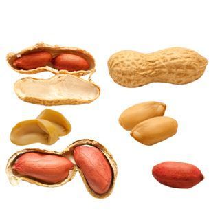 الفستق أو الفول السوداني الفستق أو الفول السوداني