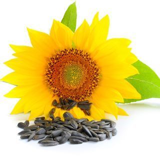 عباد الشمس عباد الشمس