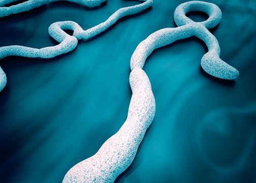 فيروس الايبولا فيروس الايبولا