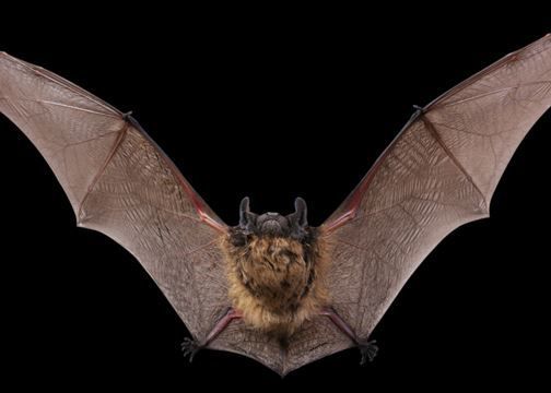 كيف يصاب الانسان بالايبولا؟ كيف يصاب الانسان بالايبولا؟