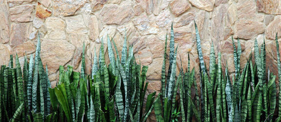 snakeplant