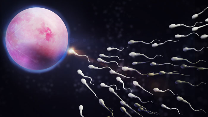 sperm-4 طبابة نت - الحيوانات المنوية