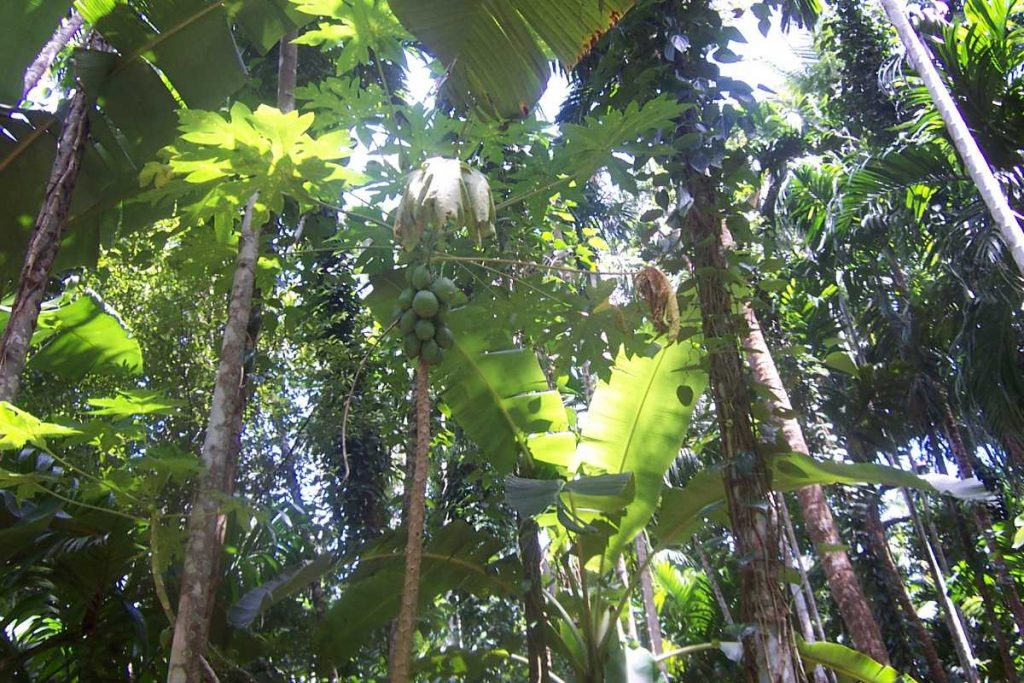 spice_garden_goa_20180622183857-1024x683-2