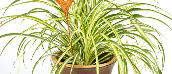 spider-plant