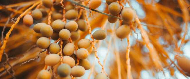 tbl_articles_article_21937_45515c2a70e-218d-4bc4-94a2-5ec73695ca1b فوائد البلح الأصفر الصحية العديدة