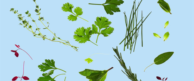 tbl_articles_article_21965_3563e7e33f-2f0a-4787-a4c5-188f02edf69c الأعشاب المجففة أم الورقية: أيهما أكثر فائدة؟