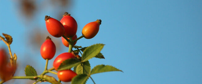 tbl_articles_article_22102_400b4de7d2c-f8b6-4020-aab3-f413349881d5 زيت بذور الورد: فوائد سحرية لجمالك