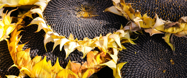 tbl_articles_article_22143_427d1244b88-c4a3-449c-bb73-0efb9b584170 دوار الشمس: بذور وزيت بفوائد مذهلة