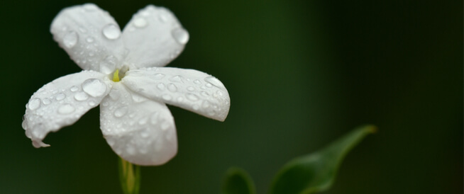 tbl_articles_article_22208_44672fe49bb-3ac7-4630-b23d-b22c3cc3d304 زيت الياسمين: يعالج الأرق ومشاكل البشرة وأكثر