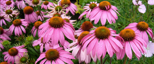 tbl_articles_article_22210_84047aecbfc-070a-4636-9fb3-7e81f8afa2ba ارجوان: عشبة بفوائد مذهلة ... تكافح السرطان وأكثر