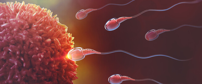 tbl_articles_article_22288_38bcf328bf-7527-44d1-9629-dae233eff2ae متى يتم تلقيح البويضة بعد القذف؟ وأسئلة أخرى تهمك إجاباتها