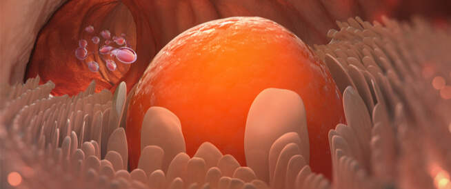 tbl_articles_article_22291_509bd51d684-47ba-4806-8ebf-3d32653fa8b9 كم تعيش البويضة؟ ومعلومات هامة أخرى عنها