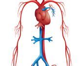tbl_diseases_disease_1090_215 تمدد الشريان الاورطي البطني