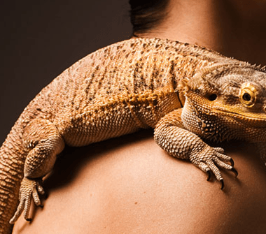 the_dangers_of_tanning-7-380x335-1 أخطار الإسمرار :