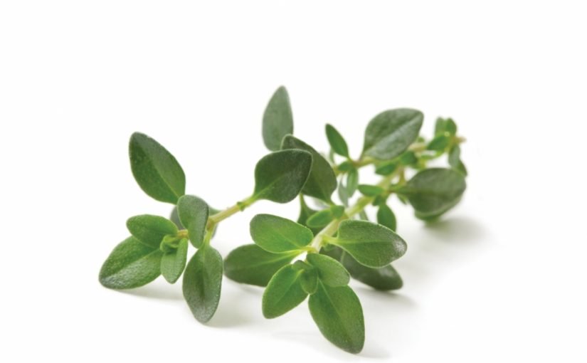 thyme3-825x510-2 فوائد الزعتر للشعر