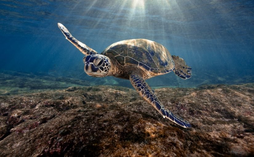 turtle71-825x510-2 الحيوانات التي تعيش في المحيطات