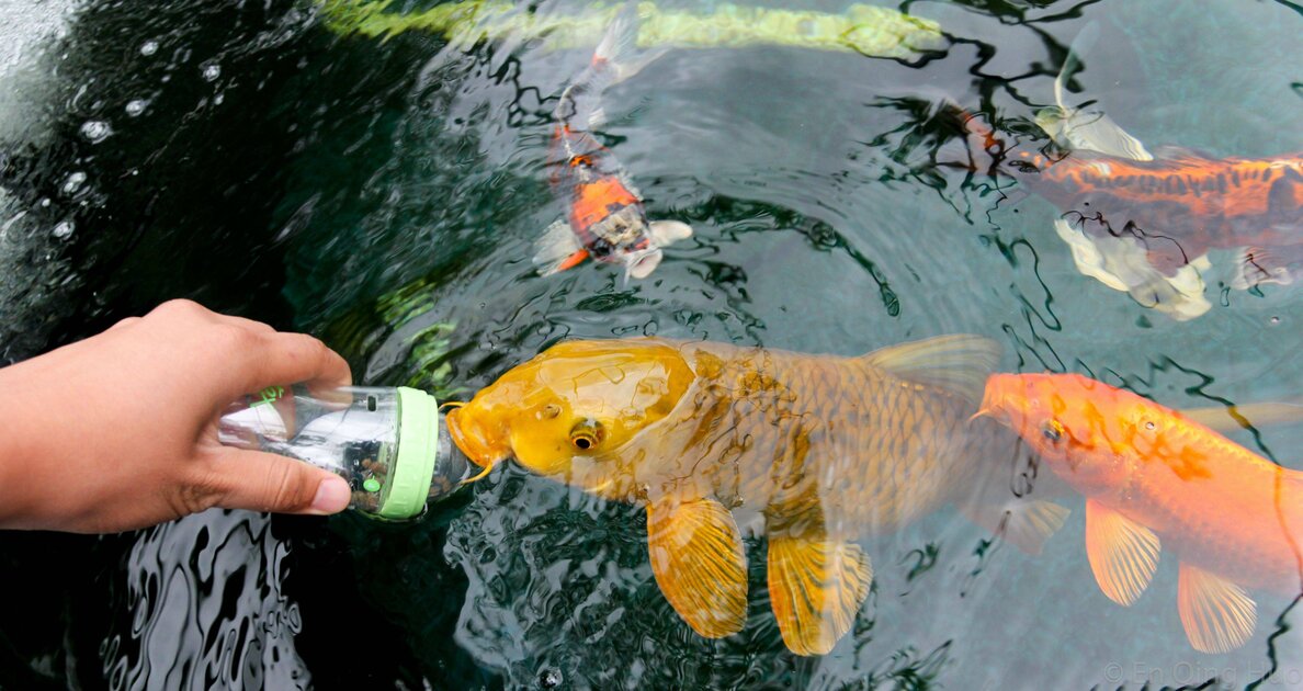 حديقة الفراشات دبي حديقة الفراشات دبي