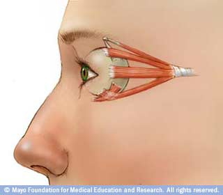 كيف تتحرك العين كيف تتحرك العين