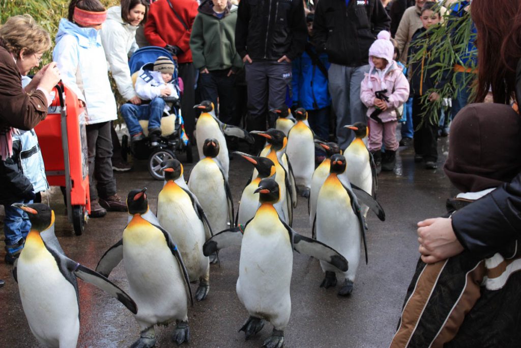 zurichzoo-feature-1024x683-2